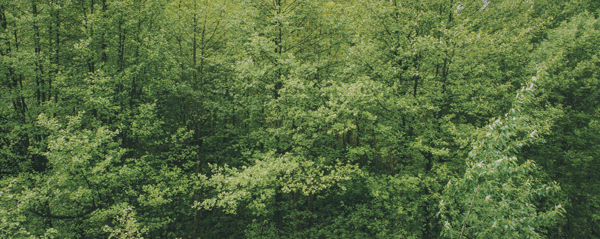 Ein neuer Klimawald in Bark, Schleswig-Holstein
