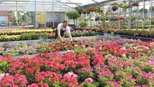 Konsumkrise hinterlässt Spuren im Gartenmarkt