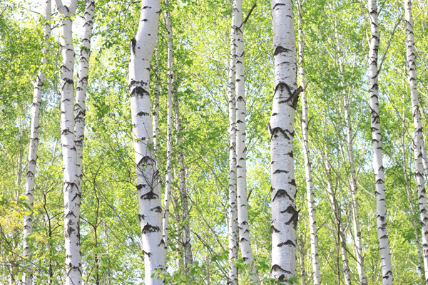 Holzbau: FH Aachen erforscht Festigkeit der Birke