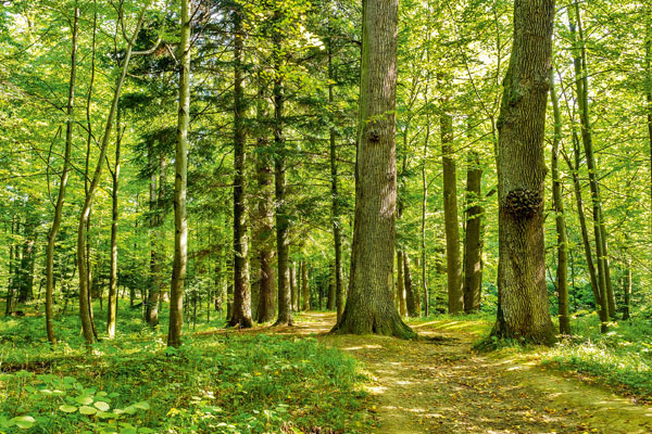 Wälder als Kohlenstoff-Quelle statt -Senke