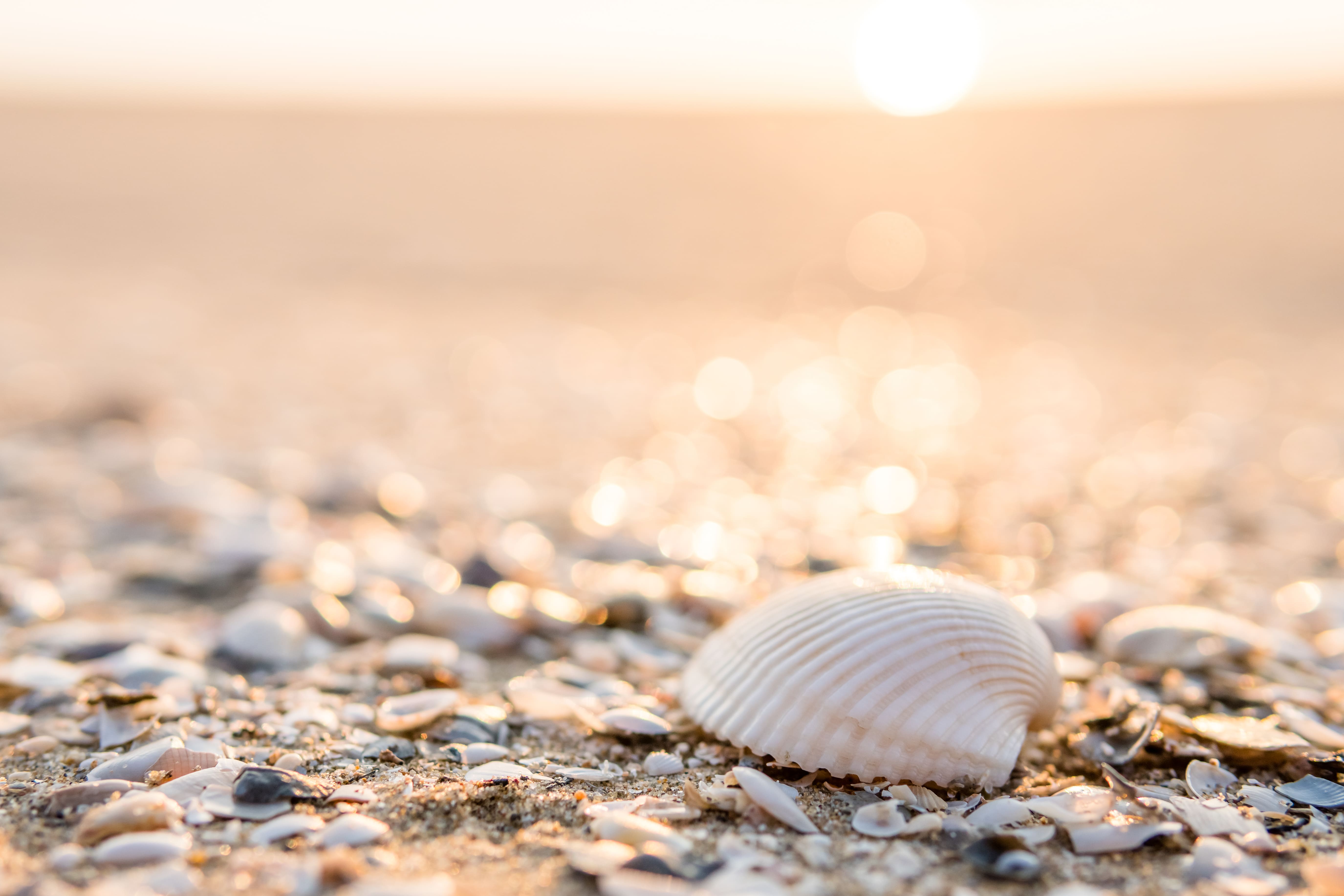 Rissfester Beton: Neuer Verbundwerkstoff lernt von Muscheln