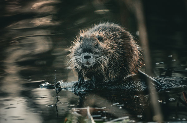 Neue Allianz: Gemeinsam für Biber und Bäume