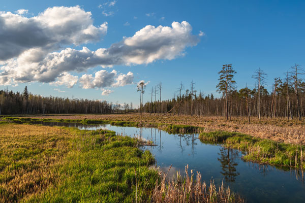 BMEL fördert Moorprojekt „MOOReturn“ mit 4,3 Millionen Euro