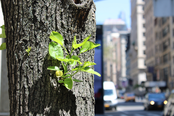 Stadtbäume brauchen Akzeptanz und eine sachliche Kostenbetrachtung