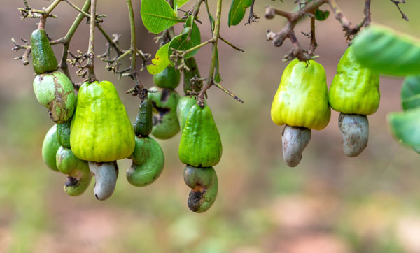 Asphalt aus Cashewschalen feiert Premiere in Stuttgart