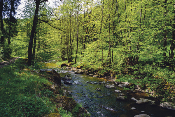 Warum Hochwasserschutz in Wald und Flur beginnt