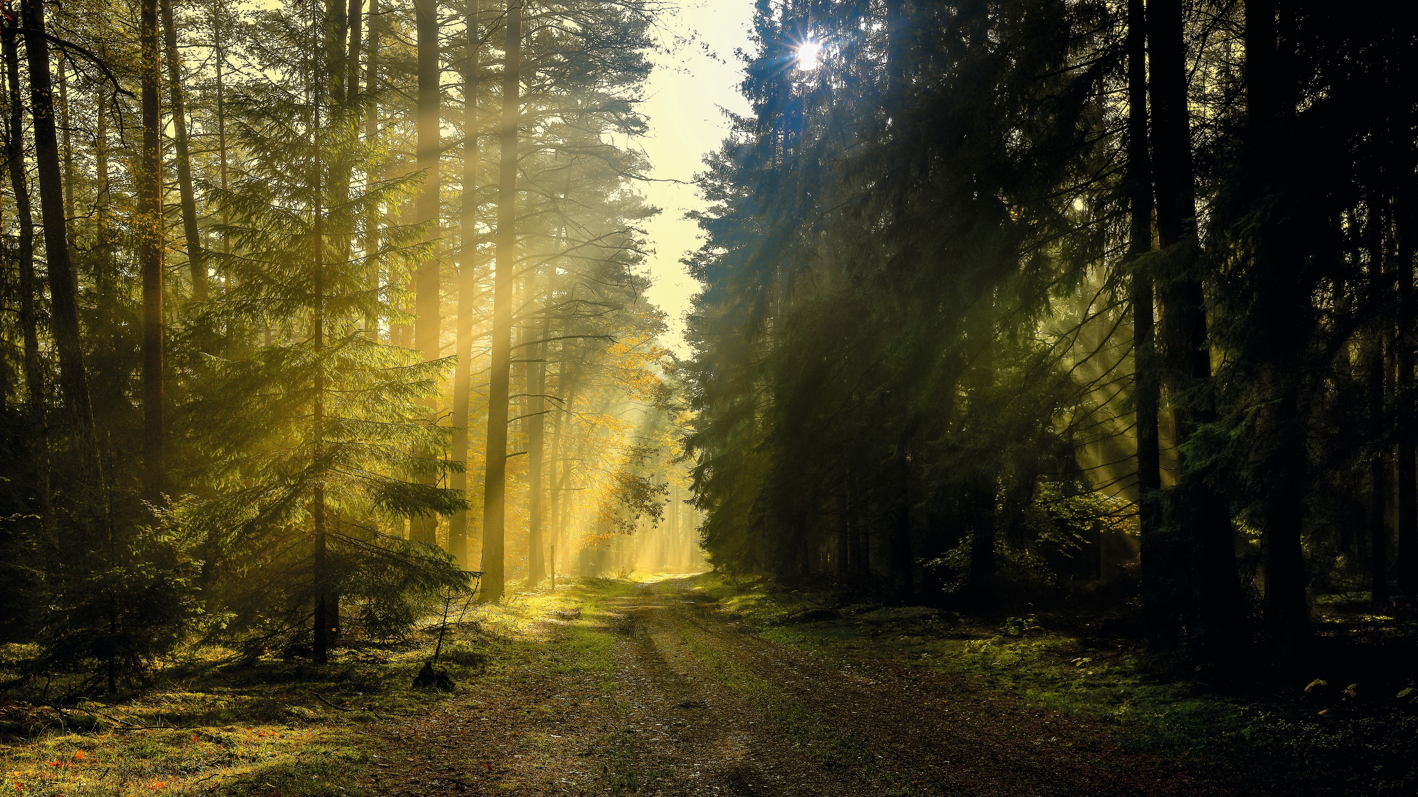 NABU kritisiert schwaches Bundeswaldgesetz