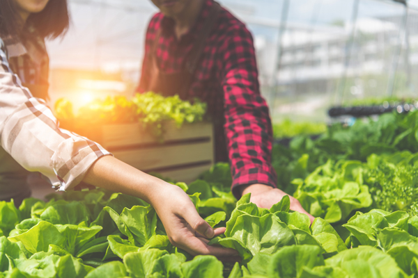 REWE eröffnet Berliner Supermarkt mit Dachfarm