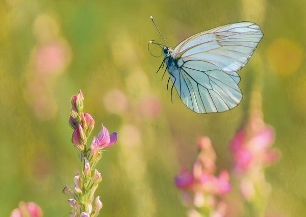 Biodiversität: Ein unterschätztes Thema in der Immobilienwirtschaft?