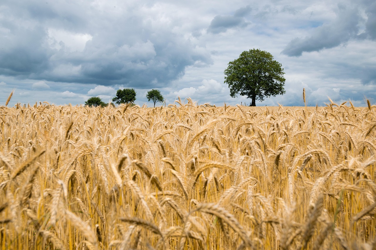 Landwirtschaftliche Betriebe: Subventionen auf Prüfstand