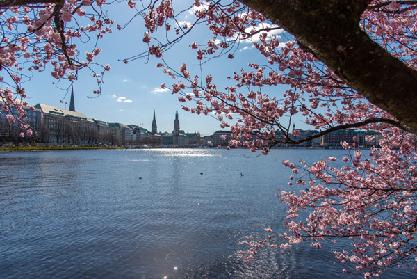 Hamburg auf dem Weg zur „European City of the Trees“