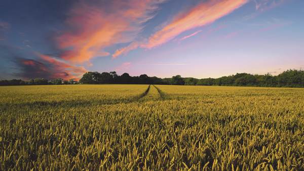 BMEL startet Bio-Strategie 2030 für nachhaltige Landwirtschaft